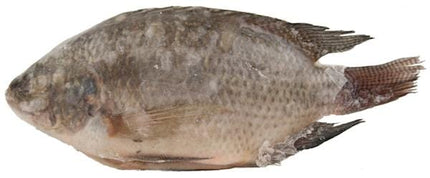 Tilapia Black 4 kg (600-800 kg)