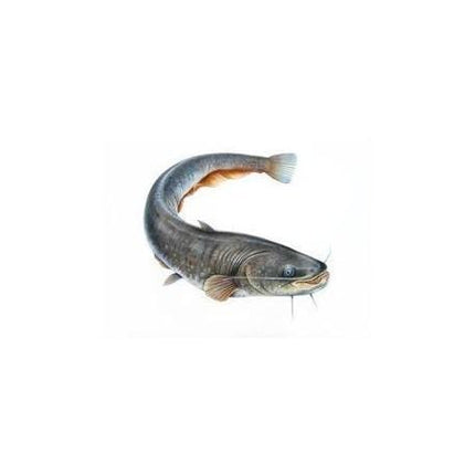 Ngolo Catfish 1 kg