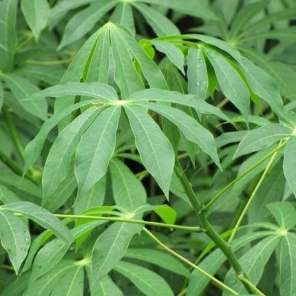 Pondu Cassava Congo 500 g