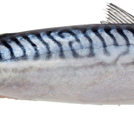 Mackerel (Maquereau) 10 kg (300-800g)